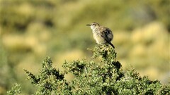 Ochetorhynchus phoenicurus