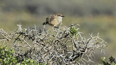 Ochetorhynchus phoenicurus