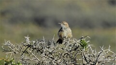 Ochetorhynchus phoenicurus