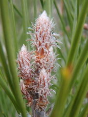 Pinus brutia pityusa