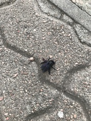 Xylocopa frontalis