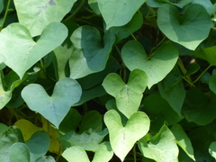 Ipomoea sagittifolia