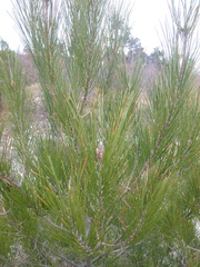Pinus brutia pityusa