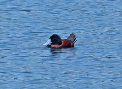 Oxyura ferruginea