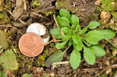 Arabidopsis thaliana