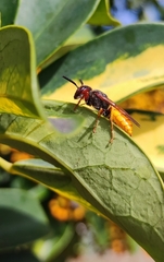Philanthus triangulum