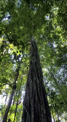 Aspidosperma carapanauba
