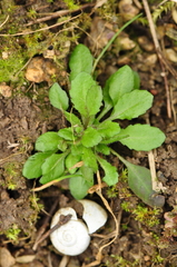 Arabidopsis thaliana