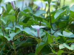 Ipomoea sagittifolia