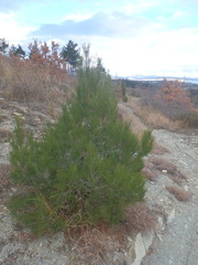 Pinus brutia pityusa
