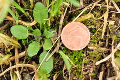 Arabidopsis thaliana