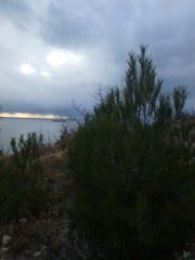 Pinus brutia pityusa