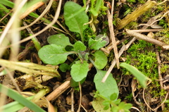 Arabidopsis thaliana