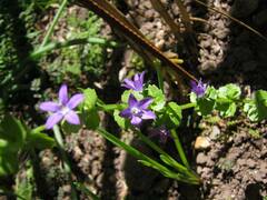 Triodanis perfoliata