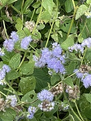 Ageratum houstonianum