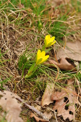 Gagea bohemica