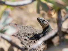 Gallotia stehlini