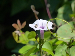Ipomoea sagittifolia