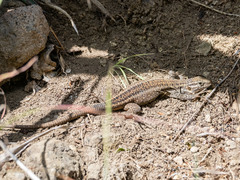 Gallotia stehlini