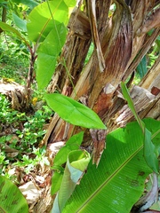 Passiflora megacoriacea