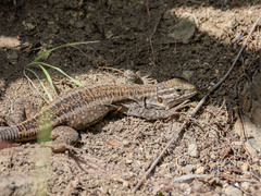 Gallotia stehlini