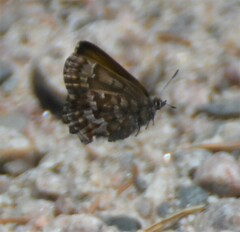 Callophrys niphon