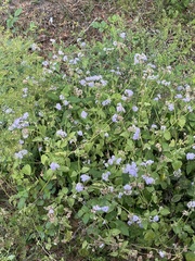 Ageratum houstonianum