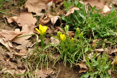 Gagea bohemica