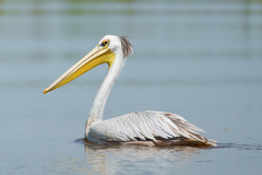 Pelecanus rufescens