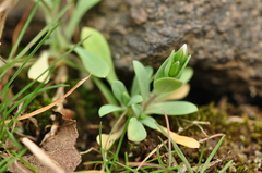 Holosteum umbellatum