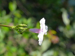 Ipomoea sagittifolia