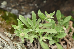 Aurinia saxatilis