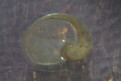 Vitrinobrachium breve