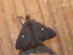 Hypenula cacuminalis