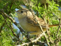 Phacellodomus sibilatrix