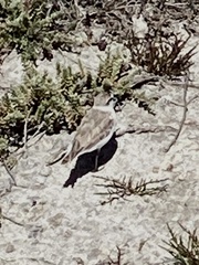 Charadrius marginatus marginatus