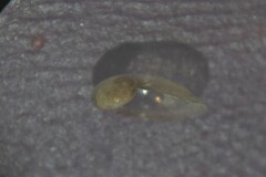 Vitrinobrachium breve