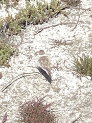 Charadrius marginatus marginatus