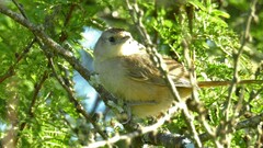 Phacellodomus sibilatrix