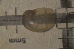 Vitrinobrachium breve