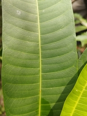 Ficus maxima