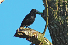 Agelasticus cyanopus