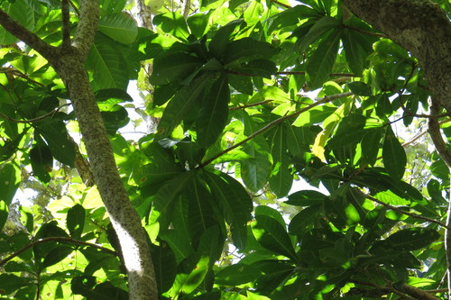 Barringtonia racemosa