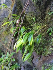 Pleurothallis ruscifolia