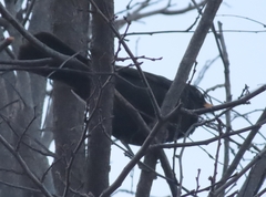 Turdus merula