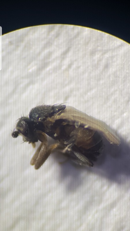 Telomerina flavipes