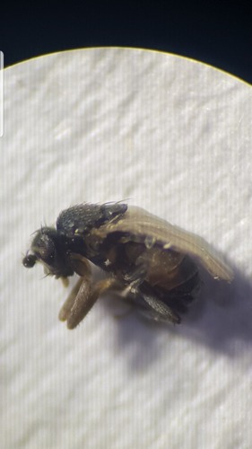 Telomerina flavipes