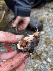 Hylobius transversovittatus