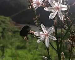 Bombus terrestris canariensis