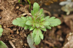 Veronica dillenii